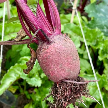 Beta Vulgaris