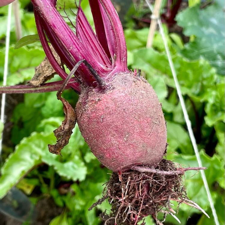 Plant image Beta Vulgaris