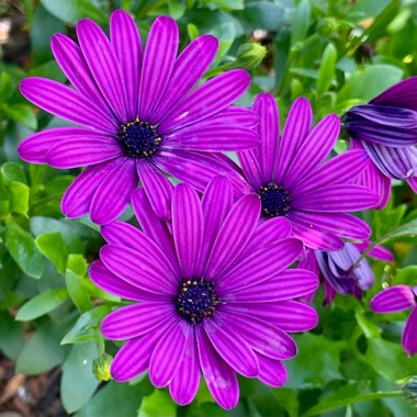 Osteospermum