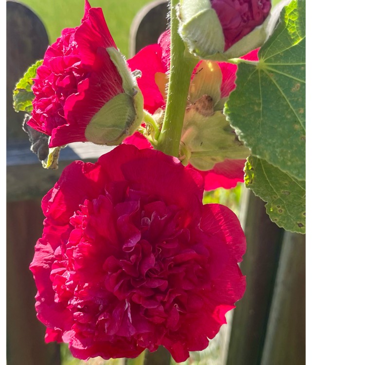 Plant image Alcea rosea 'Chater's Double Group Red'