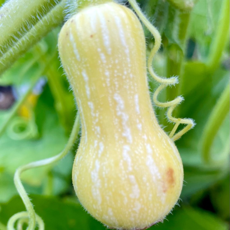 Plant image Cucurbita Moschata