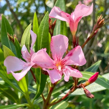 Nerium oleander