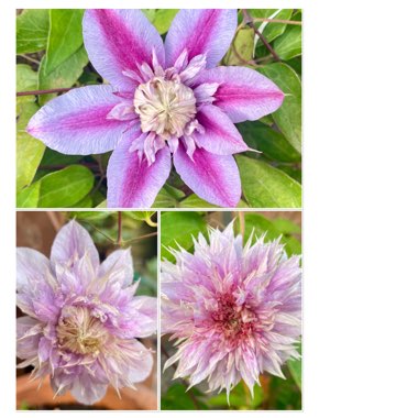 Clematis 'Josephine' (Evijohill)