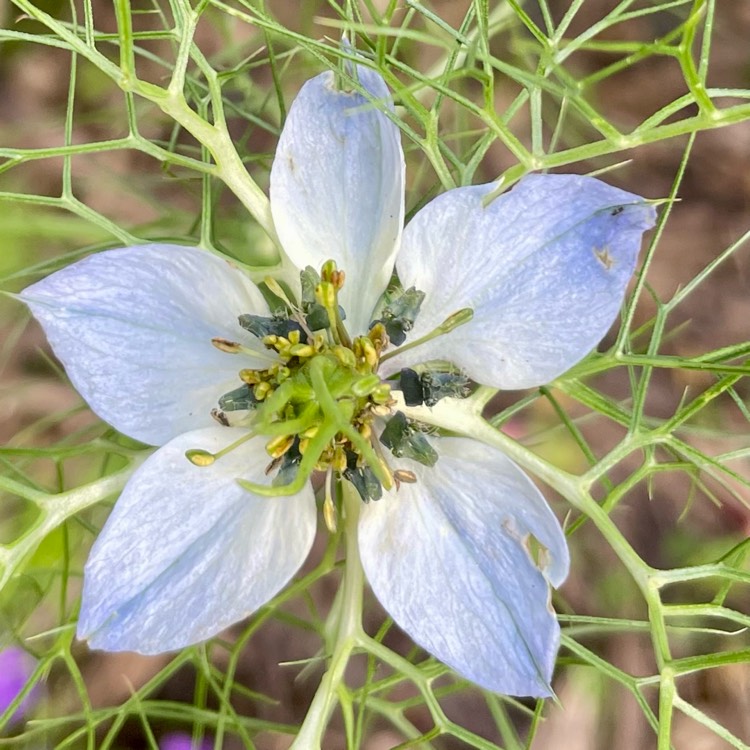 Plant image Nigella damascena 'Miss Jekyll'