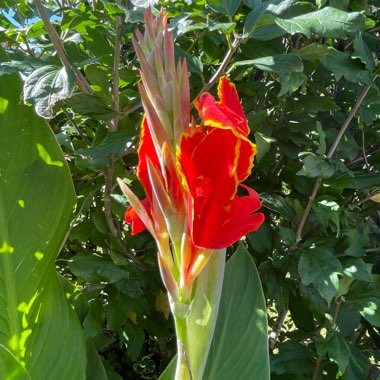 Canna 'Madeira' (Island Series)