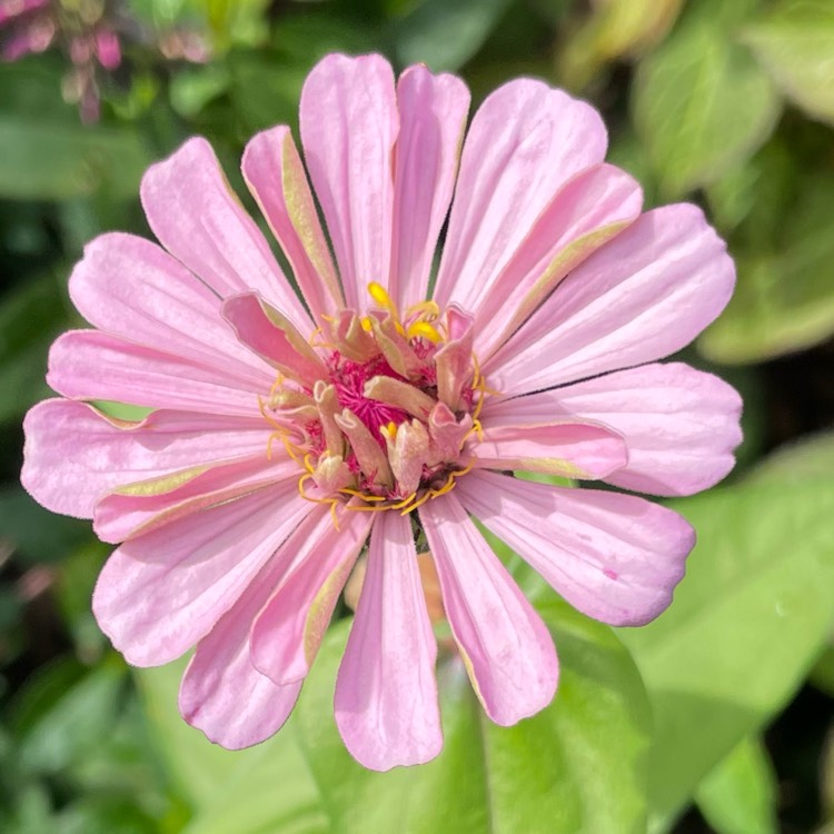 Plant image Zinnia elegans 'Pinca'