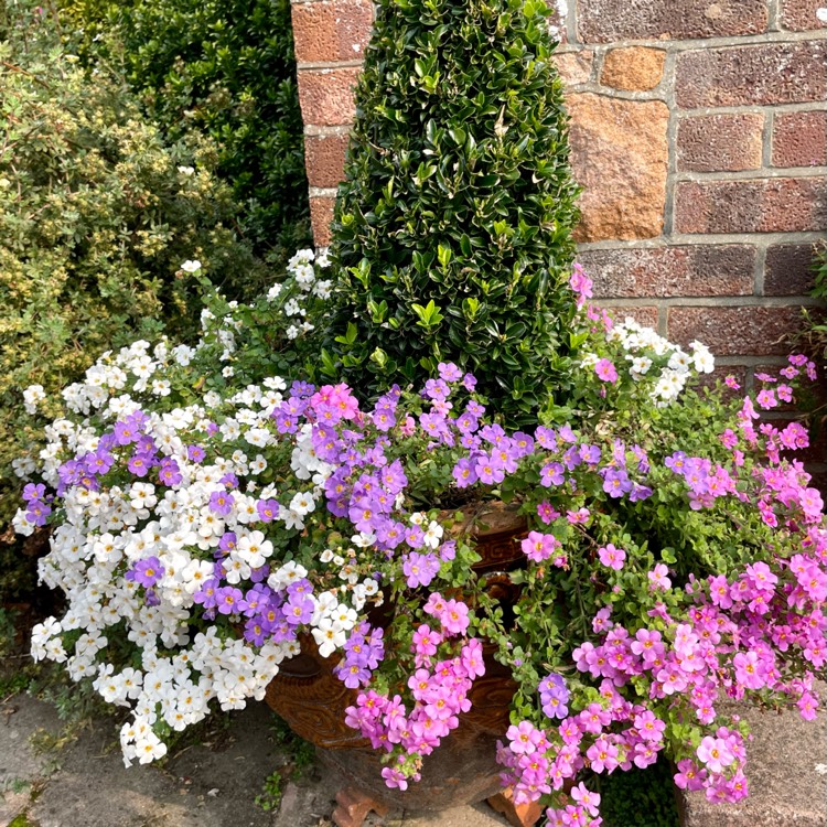 Plant image Calibrachoa 'Double Blue'