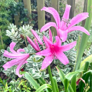 Amaryllis belladonna