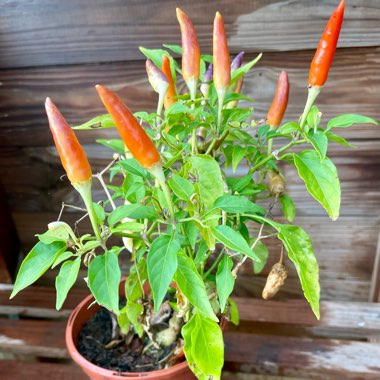 Capsicum Cheyenne