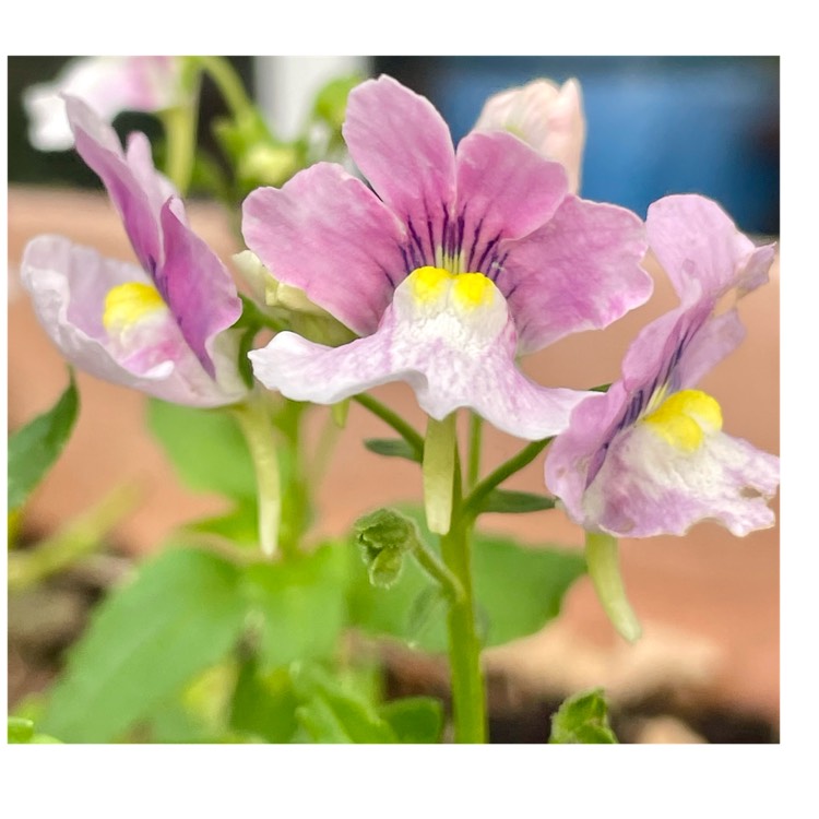 Plant image Nemesia