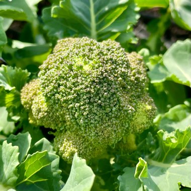 Brassica oleracea (Italica Group)