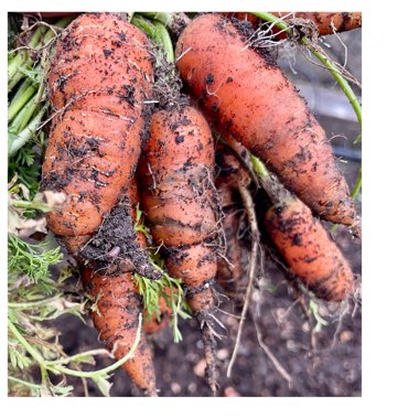 Carrot 'Resistafly'