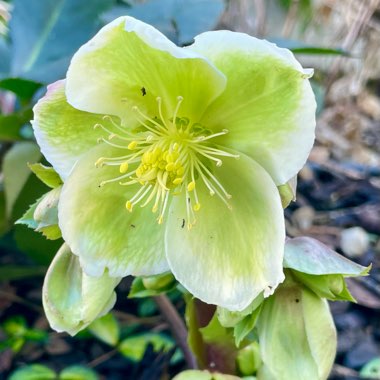 Hellebore (Species) Hybrid Hellebore