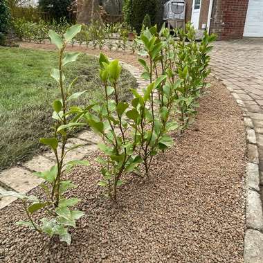 New Zealand Broadleaf