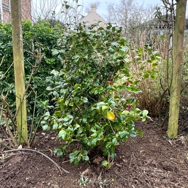 Camellia 'Madame de Strekaloff'