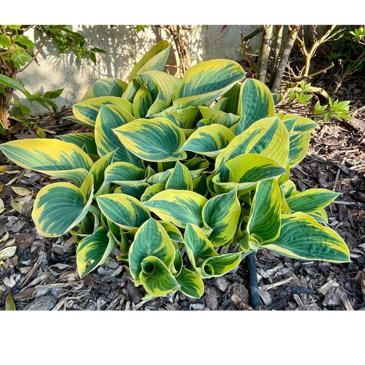 plant image 1733757 plant image 1733757