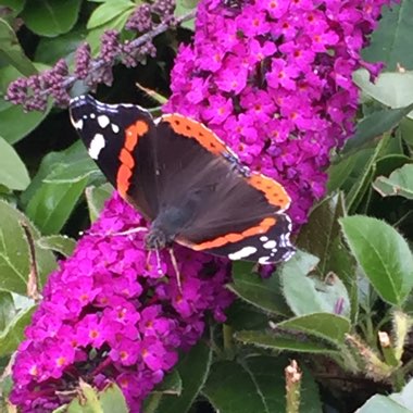 Buddleja