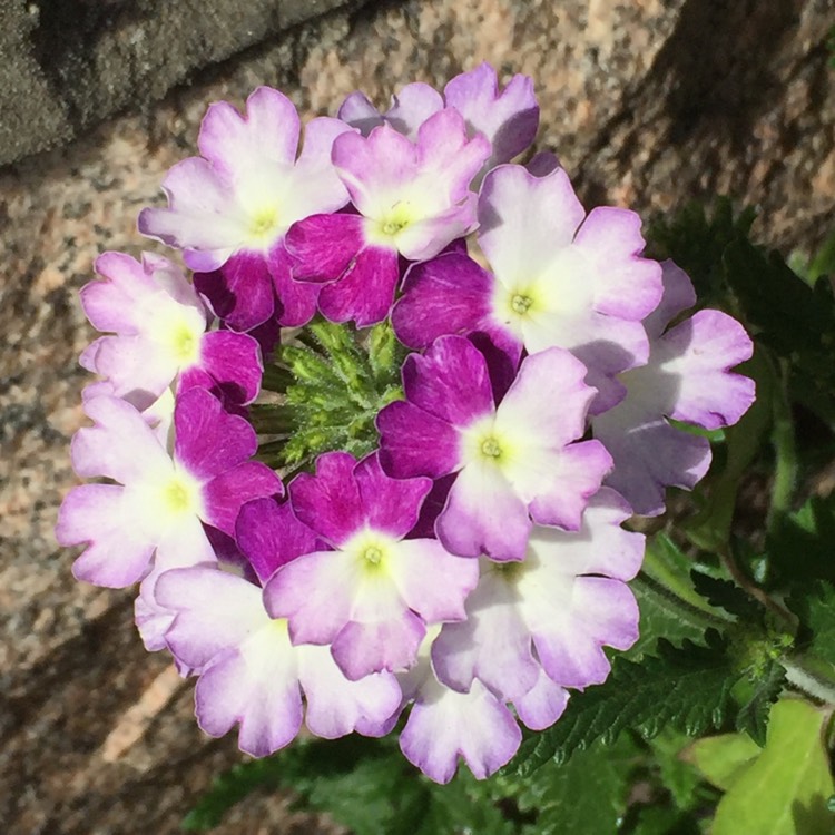 Plant image Verbena 'Twister Pink'