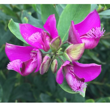 Polygala myrtifolia