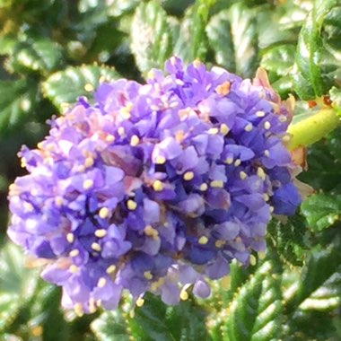 Ceanothus