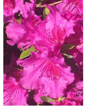 Rhododendron 'Cornell Pink'