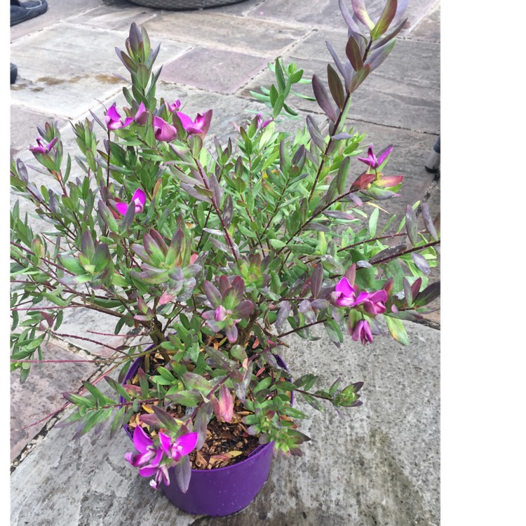 Plant image Polygala myrtifolia