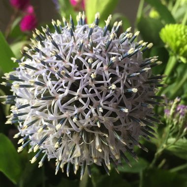 Echinops