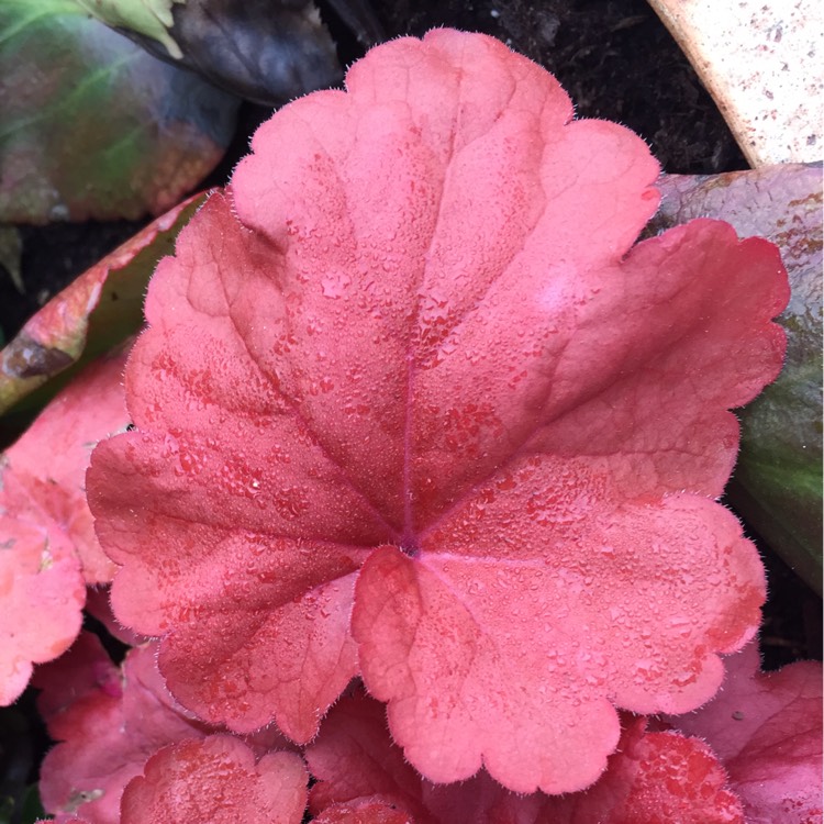 Plant image Heuchera 'Fire Alarm'