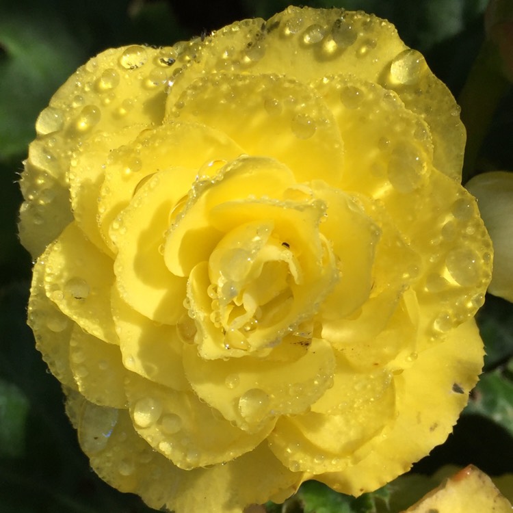 Plant image Begonia 'Nonstop Mocca Yellow' (Nonstop Mocca Series)