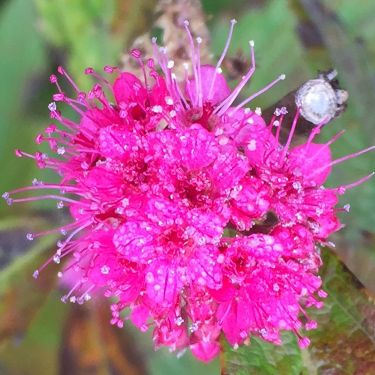 Plant image Spiraea japonica 'Anthony Waterer'