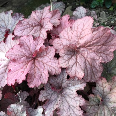 Heuchera