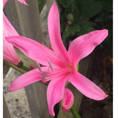 Amaryllis belladonna