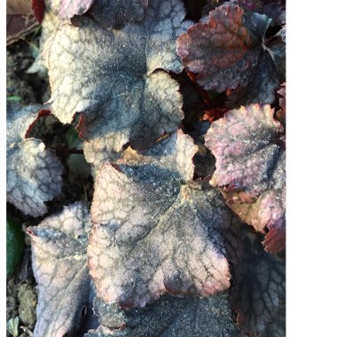 Heuchera