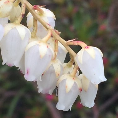 Styrax Japonicus