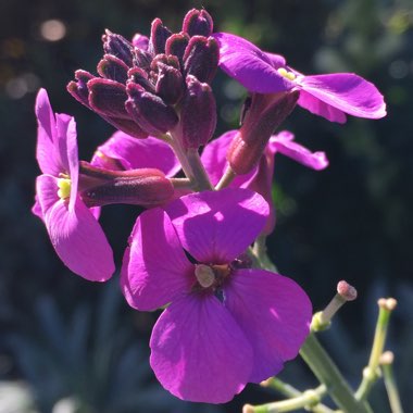 Erysimum 'Bowles's Mauve' syn. Erysimum linifolium 'Bowles' Mauve'