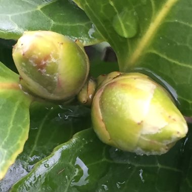 Camellia japonica 'Madame de Strekaloff'