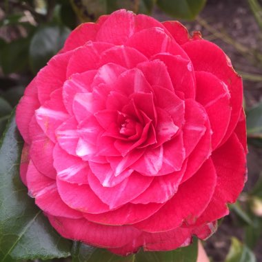 Camellia japonica 'Madame de Strekaloff'