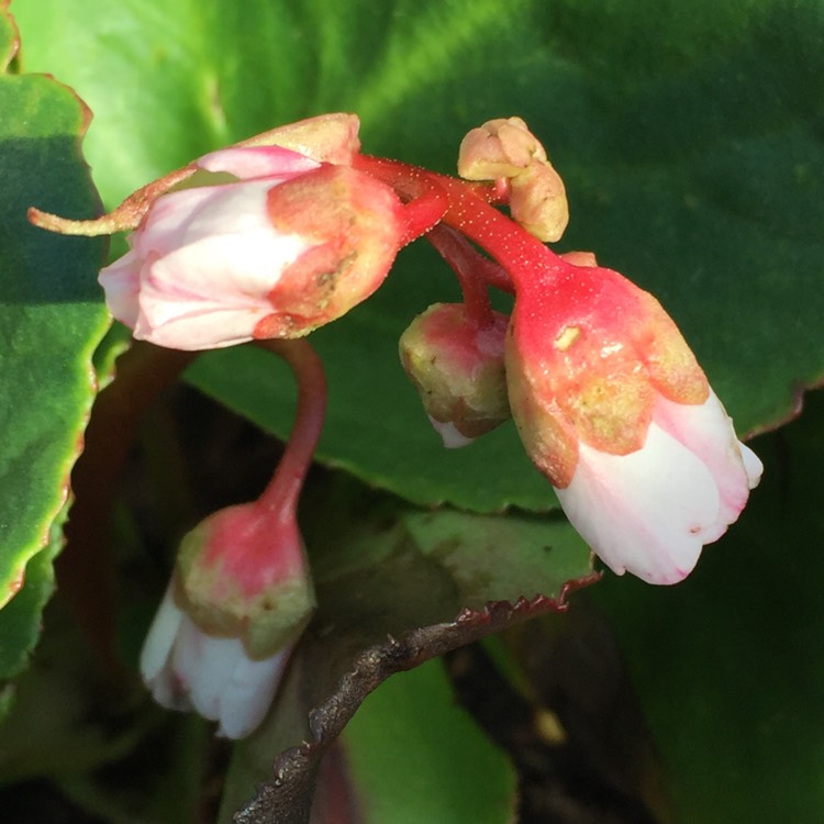 Plant image Bergenia