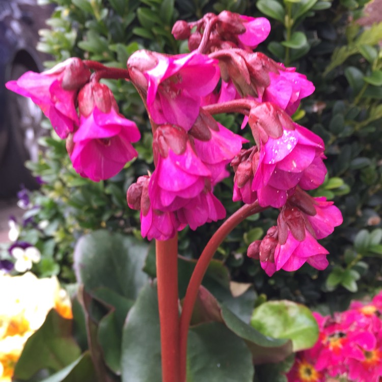 Plant image Bergenia 'Overture'