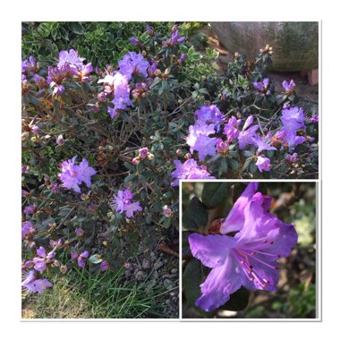 Rhododendron  (Azalea Varieties)