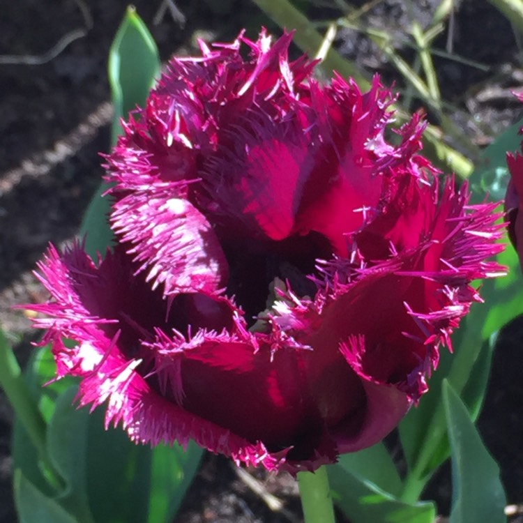 Plant image Tulipa 'Curly Sue'