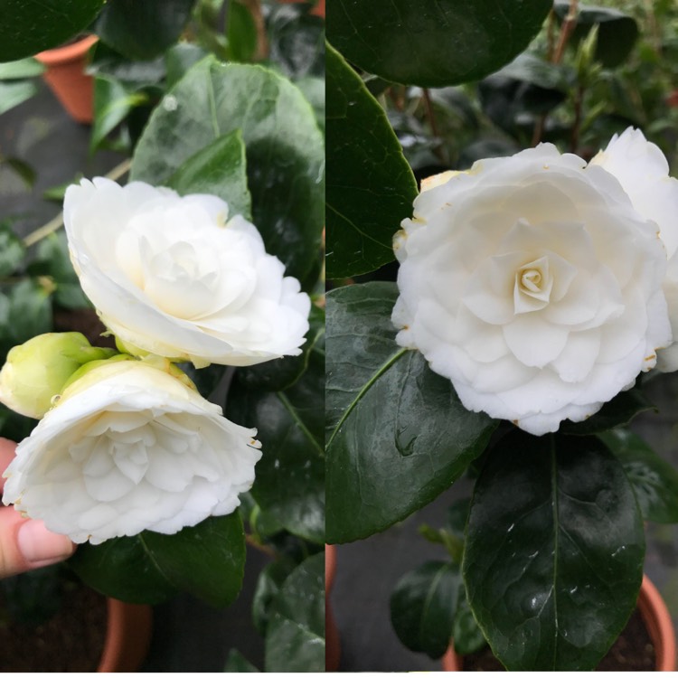 Plant image Camellia japonica 'Alba Plena'