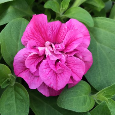 Scented Trailing Petunia 'Tumbelina Mix'