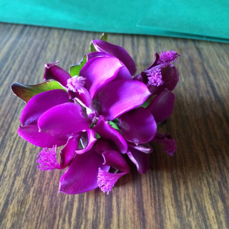 Plant image Polygala myrtifolia