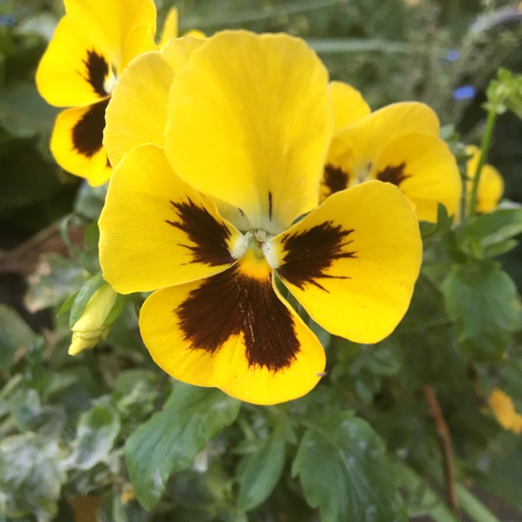 Plant image Viola x wittrockiana 'Yellow Blotch'