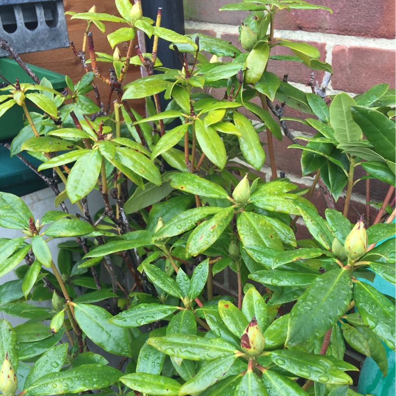 Rhododendron  (Rhododendron Varieties)