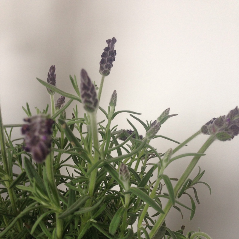 Plant image Lavandula stoechas 'Silver Anouk' (Anouk Series)