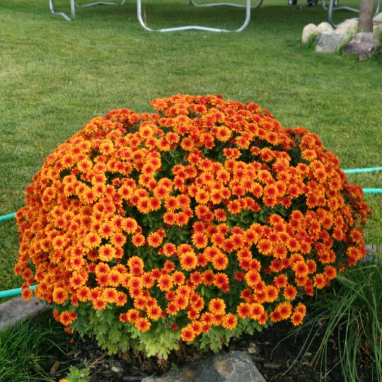 Plant image Chrysanthemum x morifolium 'Shannon White'