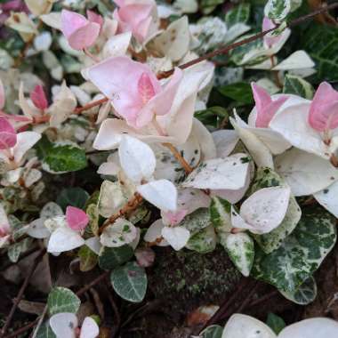 Trachelospermum jasminoides 'Tricolor'