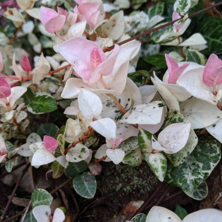 Plant image Trachelospermum jasminoides 'Tricolor'